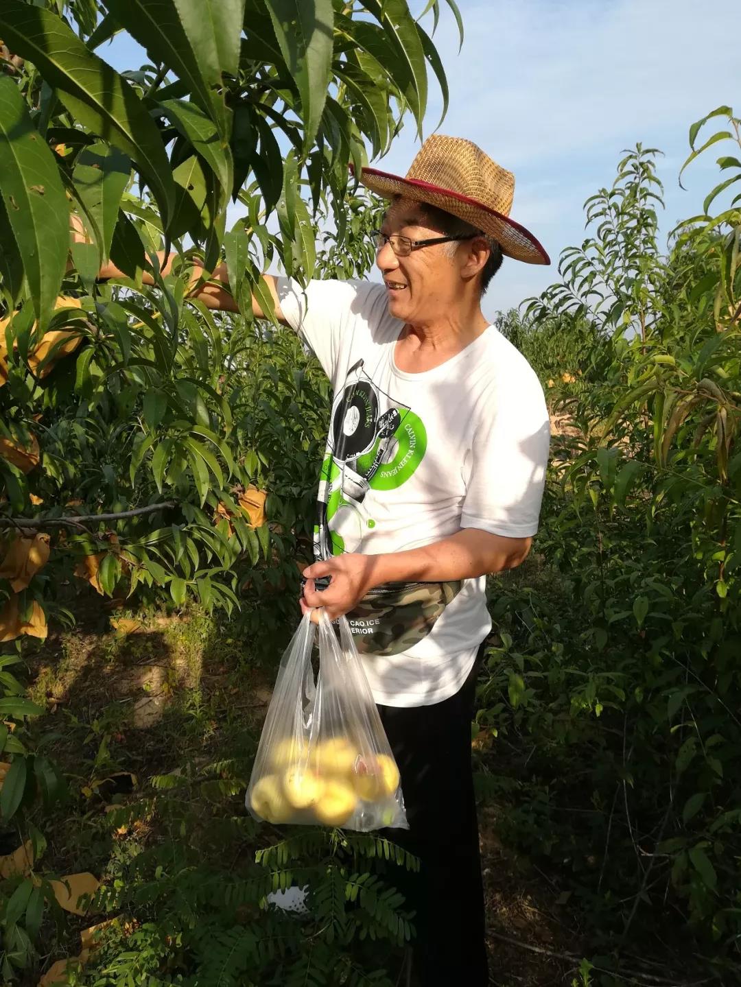 水蜜桃莱州桃采摘活动(图6)