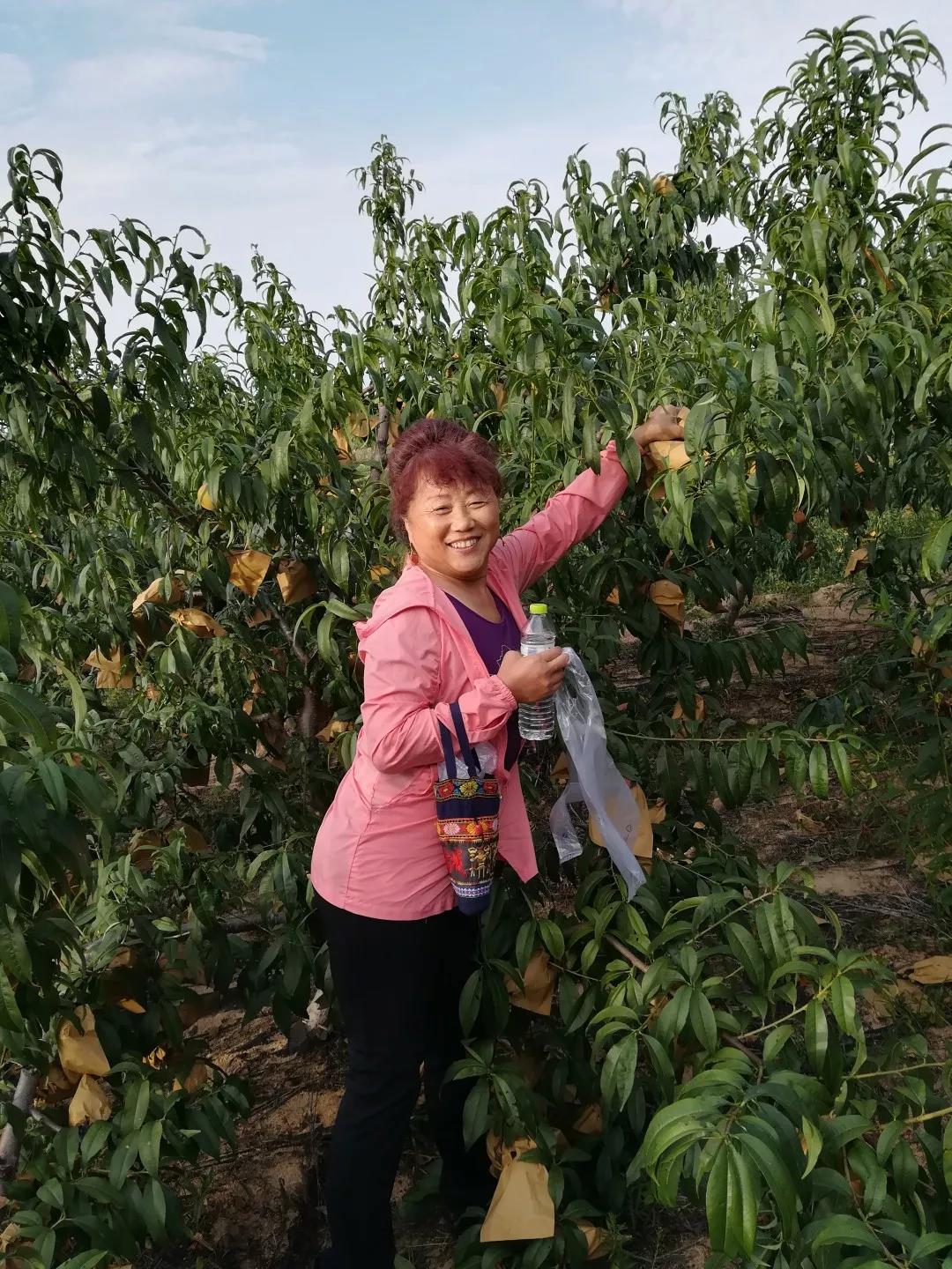 水蜜桃莱州桃采摘活动(图7)