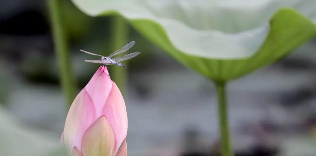 淡秋芙蓉 香韵悠长(图6)