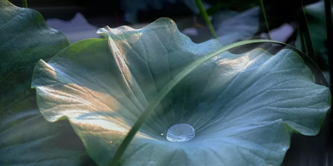 淡秋芙蓉 香韵悠长(图13)