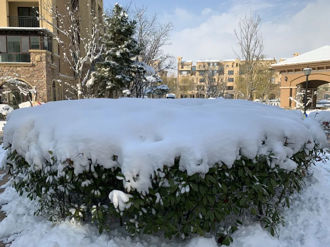 爱莲湾初雪降临 | 与您分享纯白色的极致浪漫(图5)