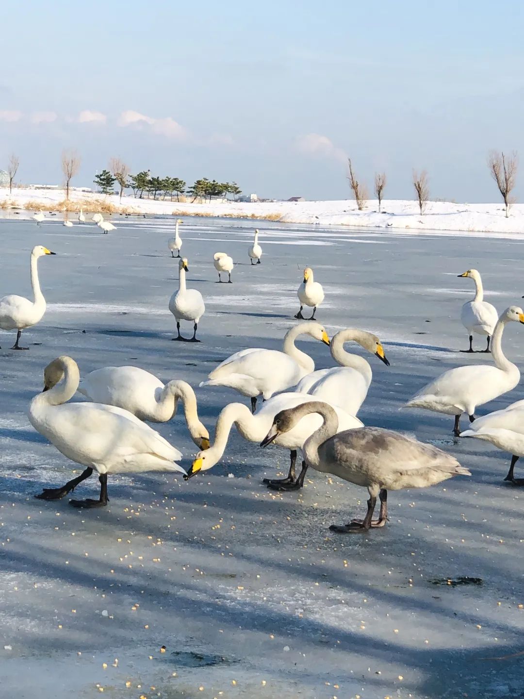 爱莲湾初雪降临 | 与您分享纯白色的极致浪漫(图9)