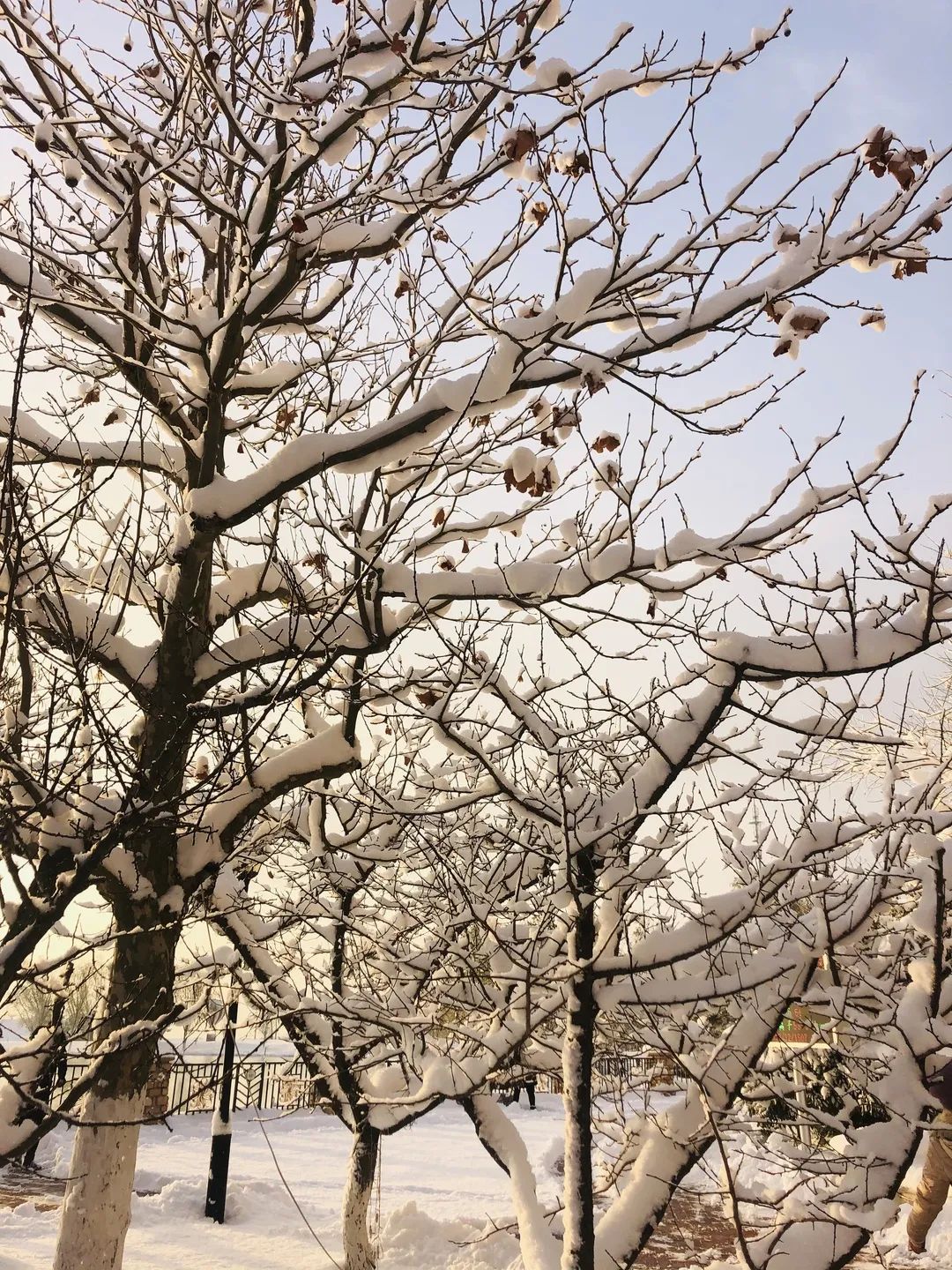 爱莲湾初雪降临 | 与您分享纯白色的极致浪漫(图10)