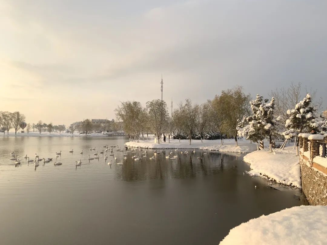 爱莲湾初雪降临 | 与您分享纯白色的极致浪漫(图11)